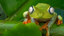 Das Foto zeigt einen tropischen Ruderfrosch. Das Foto zeigt einen tropischen Ruderfrosch.